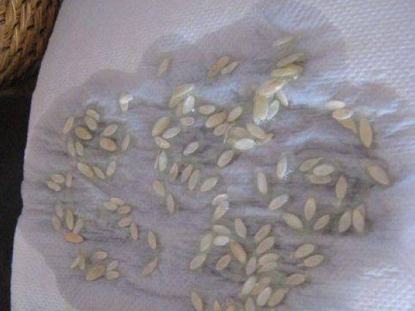 Как собрать семена огурцов ? : своими руками, сбор семян огурцов в домашних условиях | qlumba.com