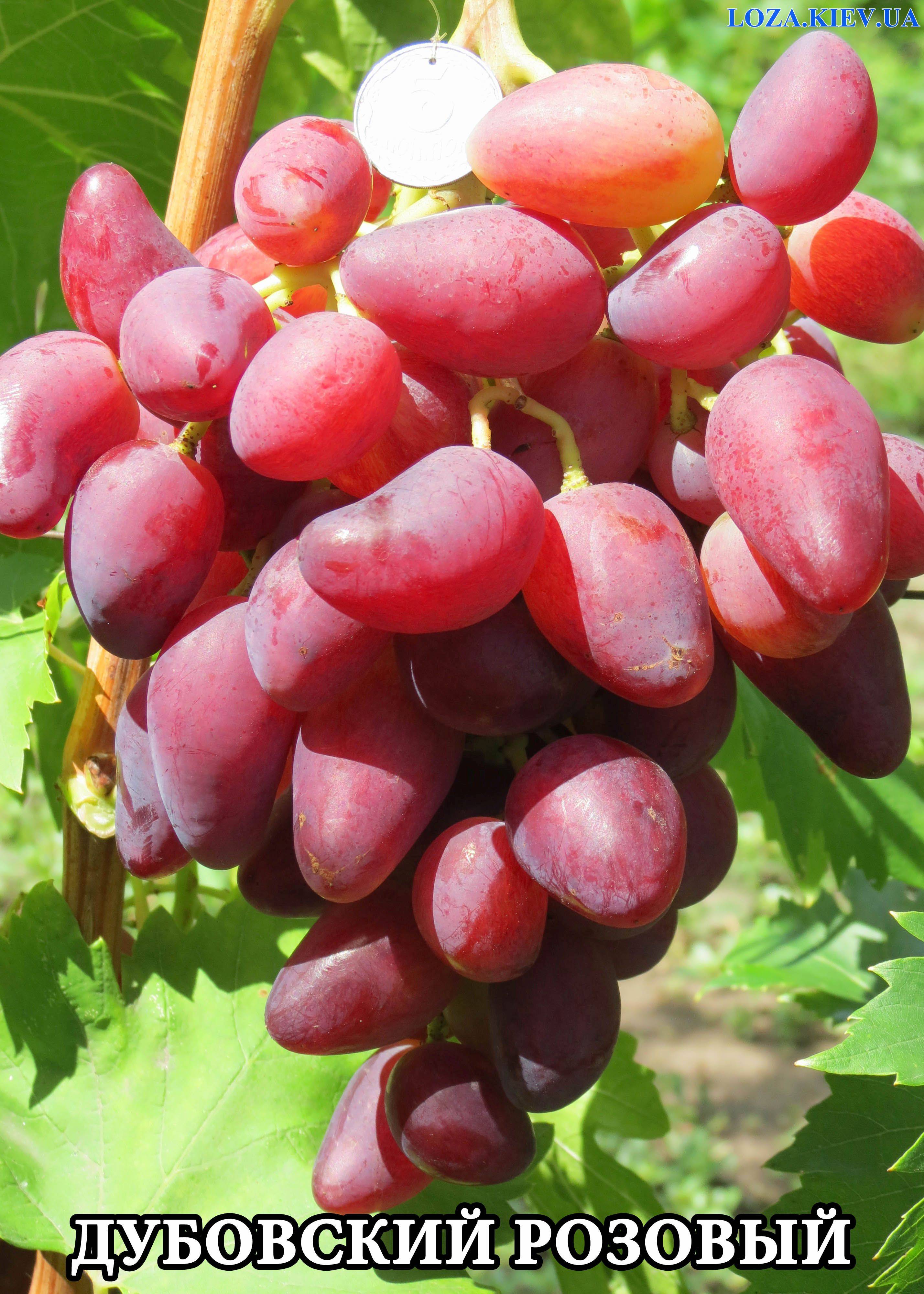 ✅ о винограде дубовский розовый: описание и характеристики сорта, посадка и уход