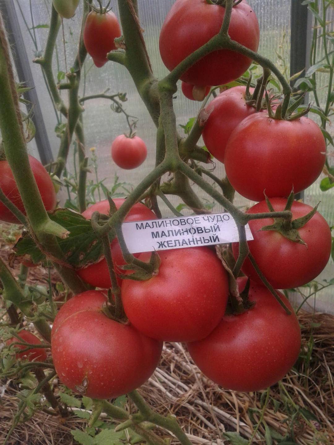 Почетный гость теплиц и открытых грядок — томат малиновый рассвет: описание сорта