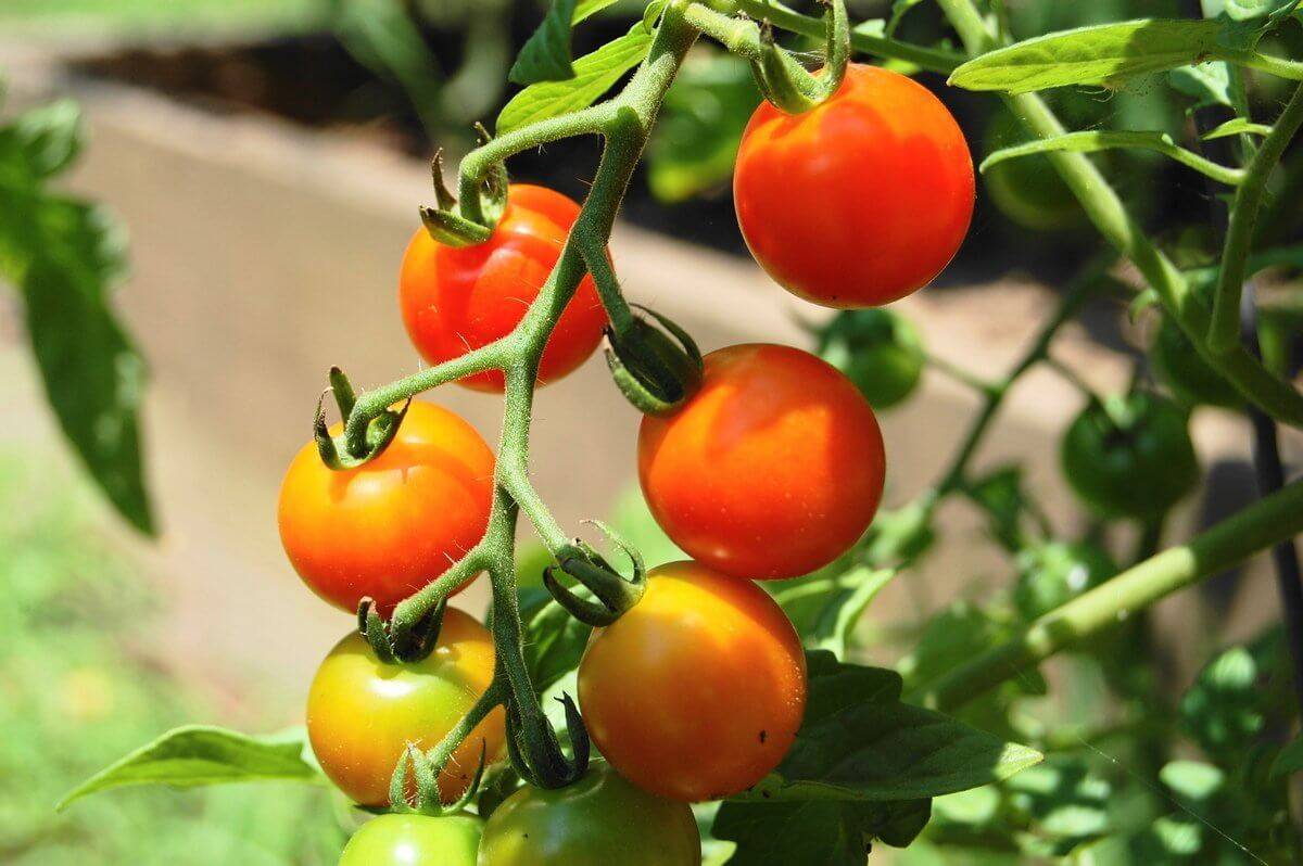 Описание и нюансы выращивания томатов сорта каспар f1