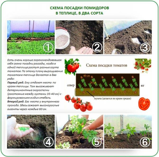 Посадка томатов в открытый грунт. схемы посадки томатов