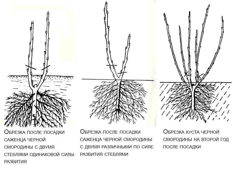 6 проверенных способов размножения крыжовника осенью, весной и летом