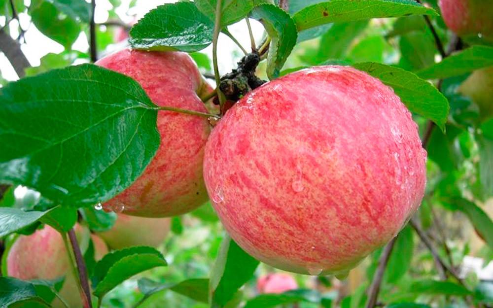 Описание сорта яблони коричное новое: фото яблок, важные характеристики, урожайность с дерева