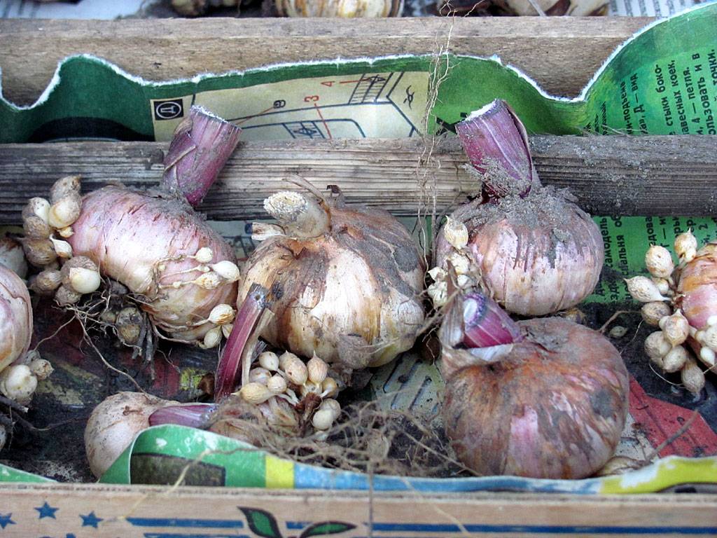 Когда выкапывать луковицы гладиолусов на зиму и как их хранить