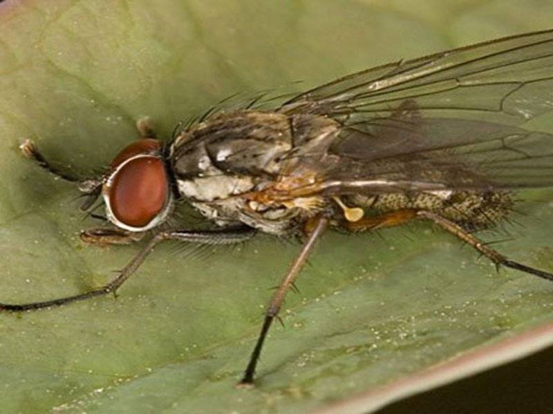 Как бороться с луковой мухой на грядке? 100% безопасные и эффективные способы, как избавиться от нее