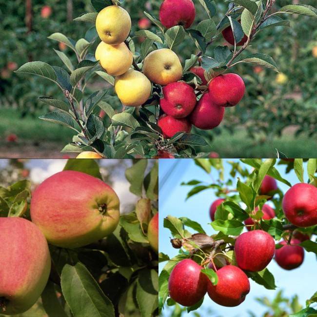 Выращивание яблони кандиль орловский