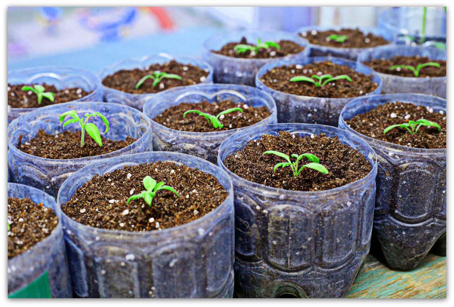 Посадка, выращивание и уход за рассадой баклажан в домашних условиях