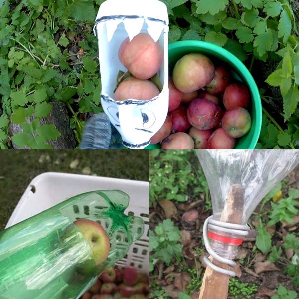 Приспособление для сбора яблок: конструкции и изготовление. самодельный плодосборник :: syl.ru