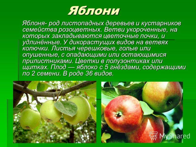 Презентация яблоня. Доклад про яблоню. Культурное растение яблоня. Яблоня для презентации. Описание яблока.