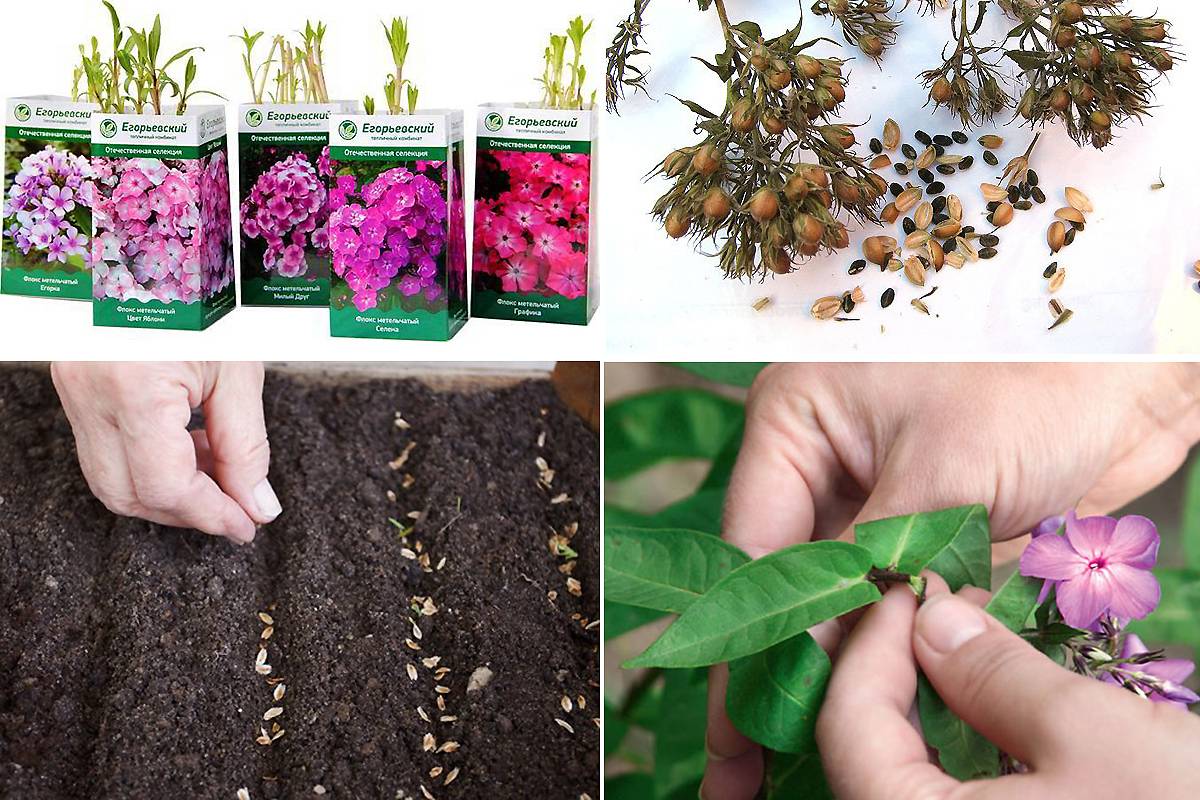 Санвиталия: секреты посадки, выращивание из семян, в открытом грунте, на рассаду, посадка и уход, в домашних условиях, фото цветка, виды, выращивание в саду