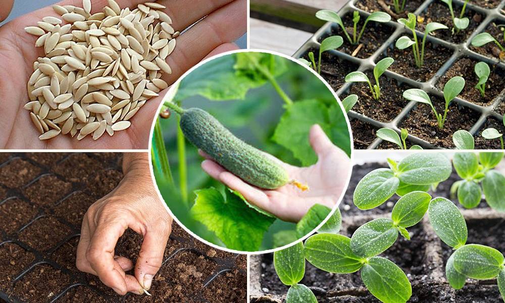 Подготовка семян огурцов к посеву в открытый грунт: как правильно, чем обрабатывать