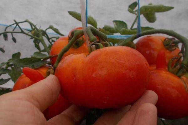 Томат подснежник: урожайность и характеристика помидоров, фото и отзывы тех, кто выращивал их на своем огороде