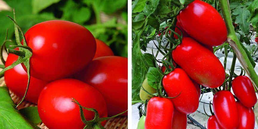 Для гаспачо и специальный сорт томатов имеется! знакомимся с описанием и отзывами