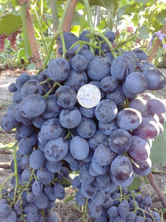 Описание винограда сорта сфинкс: характеристики и выращивание