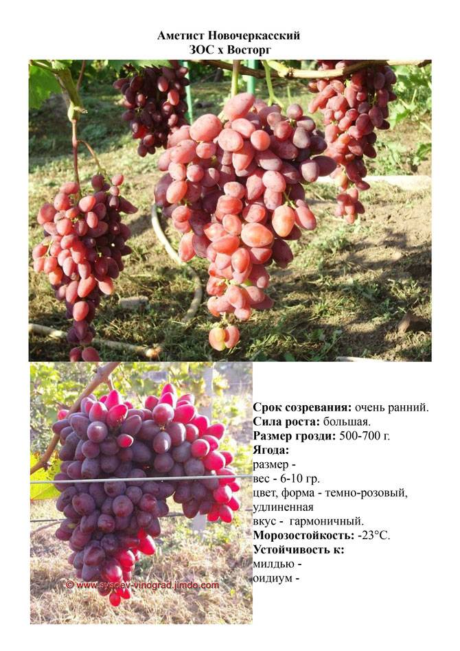 Виноград "юбилей новочеркасска": описание сорта, фото, отзывы