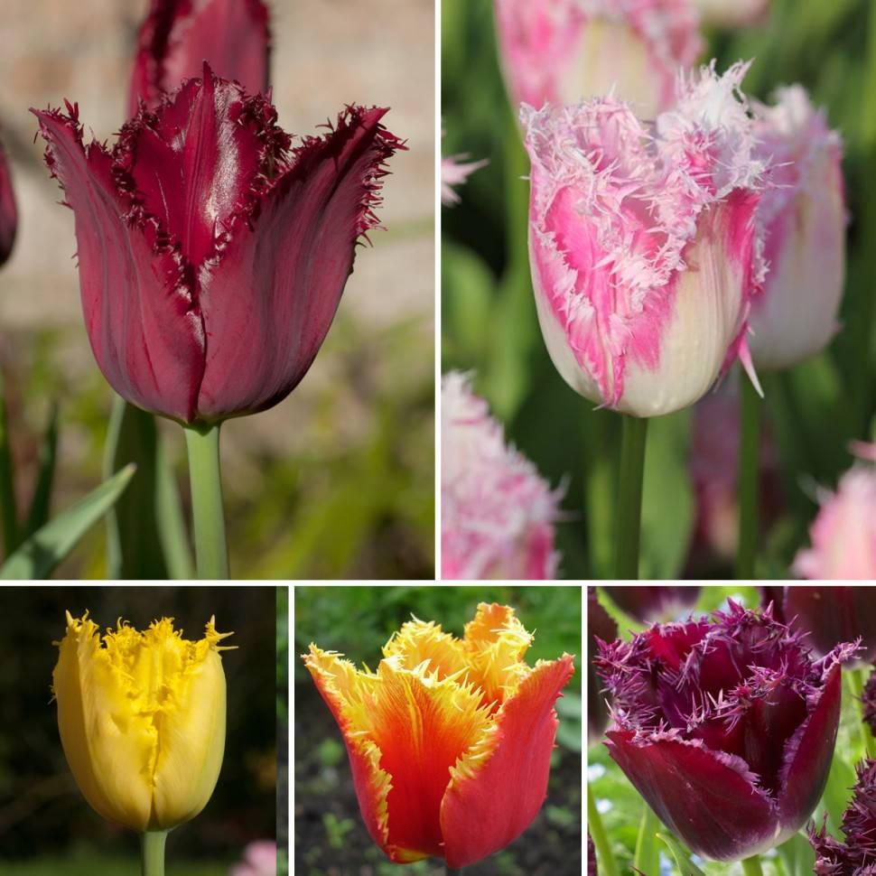 Тюльпаны (60 фото) - виды, посадка и уход в открытом грунте