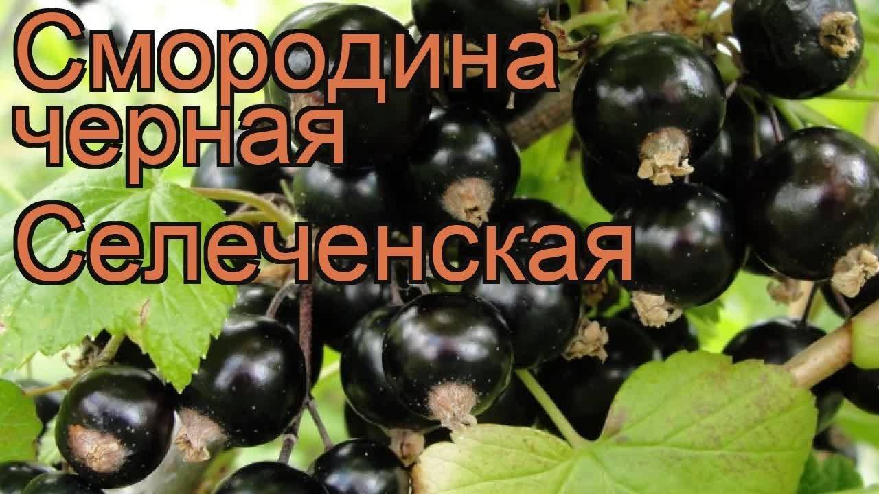 Смородина черная селеченская 2 фото
