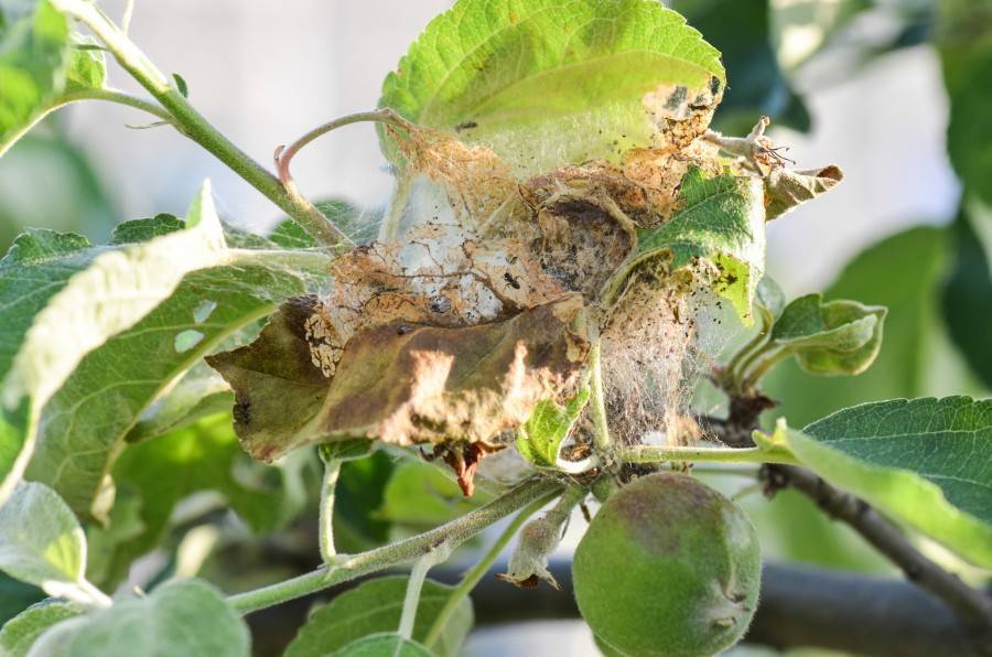 Гусеницы на яблоне в паутине: как бороться с неприятностью