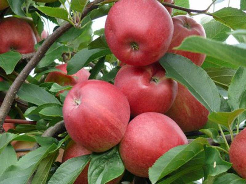 Яблоня “джонатан” (17 фото): описание сорта яблок и отзывы садоводов