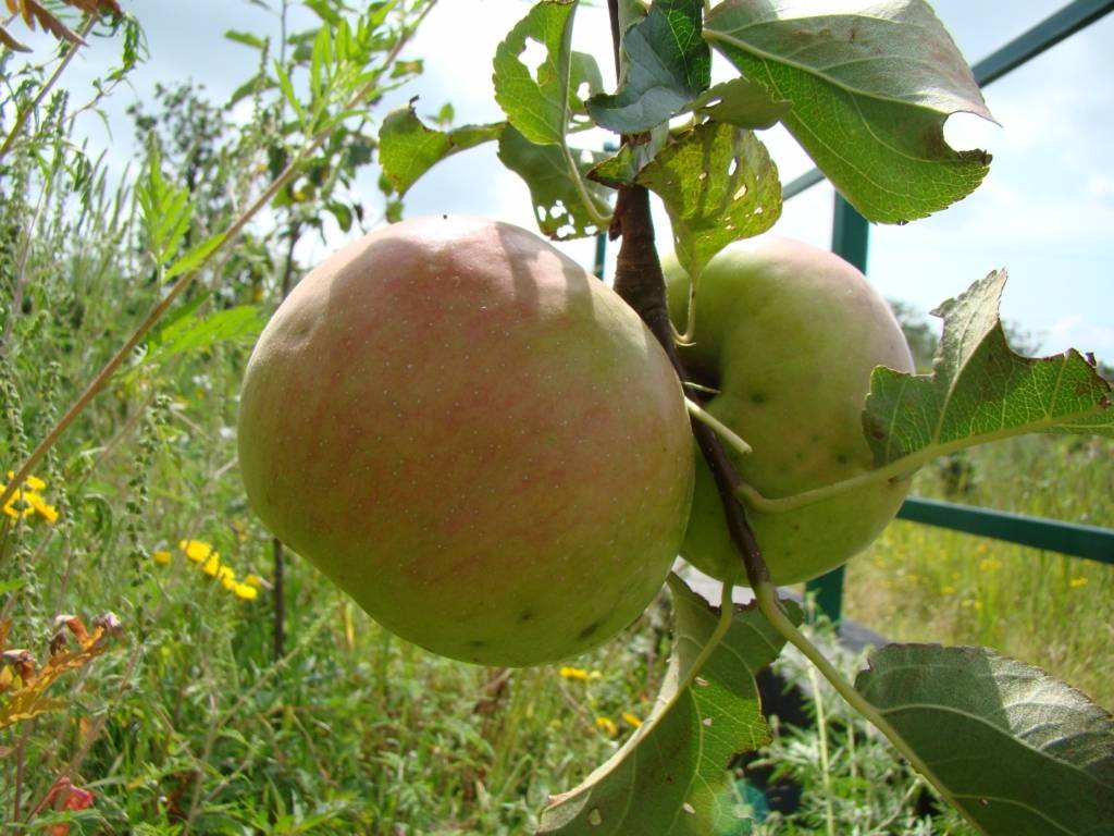 Яблоня антоновка: особенности сорта и ухода