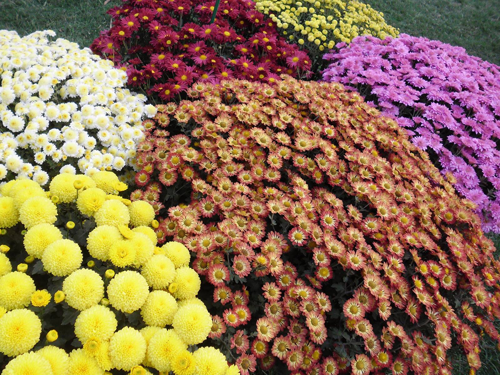 Лучшие сорта хризантем мультифлора (шаровидные) с фото и описанием