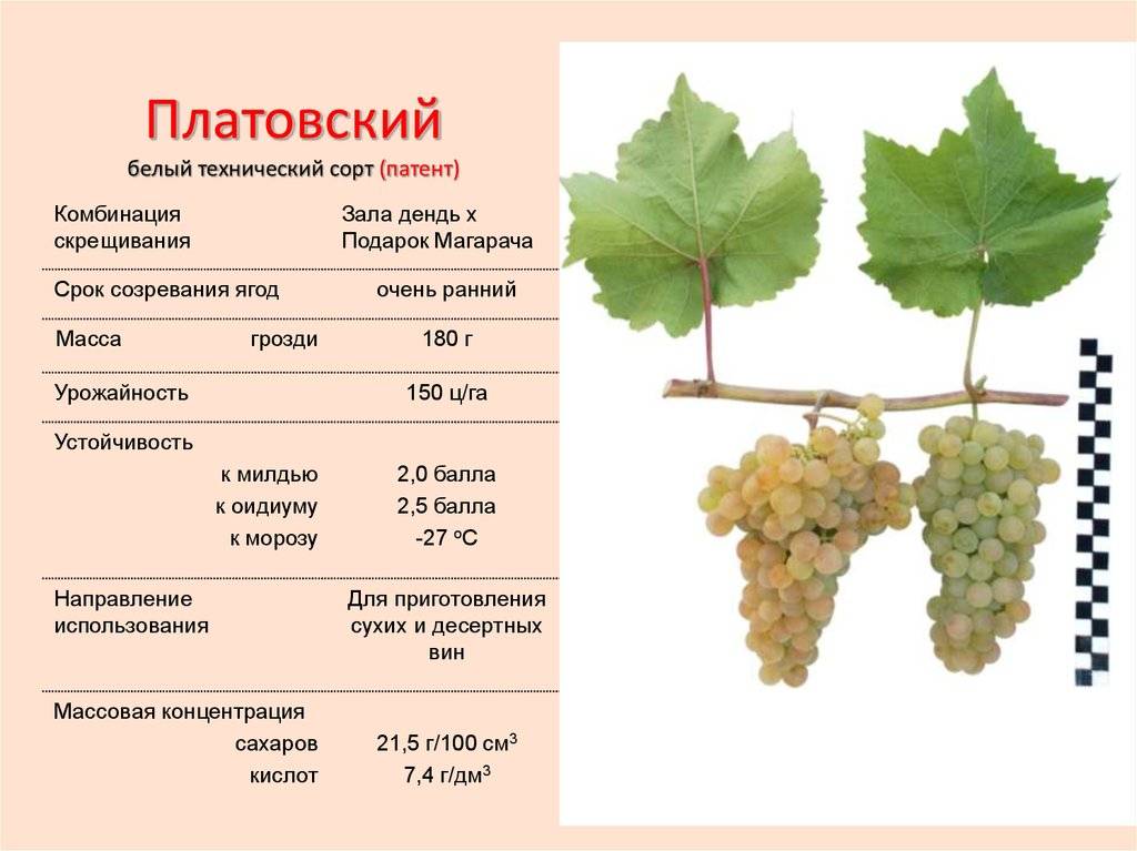 Высокоурожайный красавец из грузии — виноград ркацители