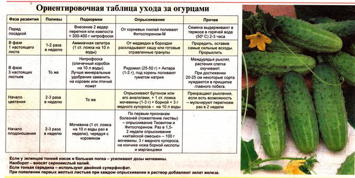 Как вырастить огурцы в ленинградской области: лучшие сорта огурцов, сроки посадки