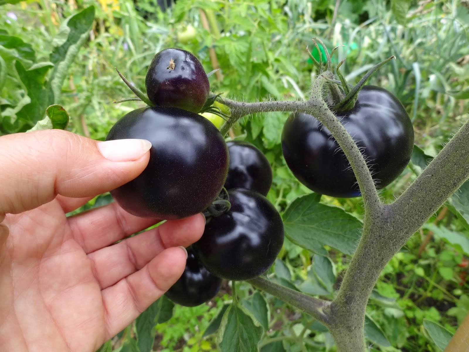 Черные сорта томатов