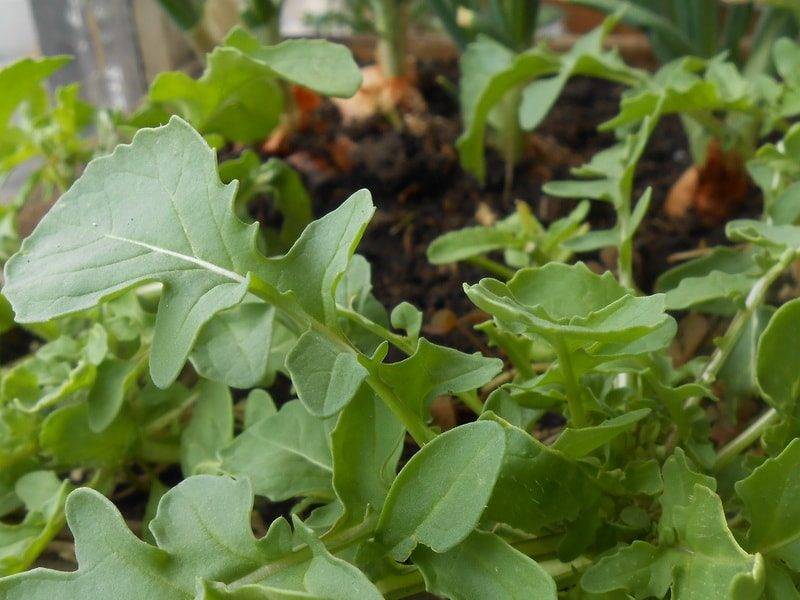 Руккола: выращивание из семян в открытом грунте и уход за ней. выращивание рукколы на подоконнике