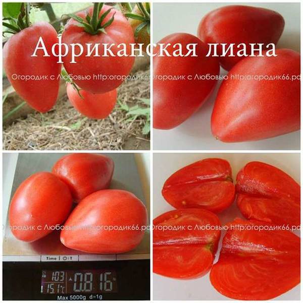 Раннеспелый томат африканская лиана: описание сорта, отзывы, фото, выращивание