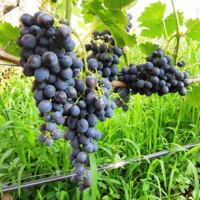 Виноград сфинкс - описание сорта отзывы