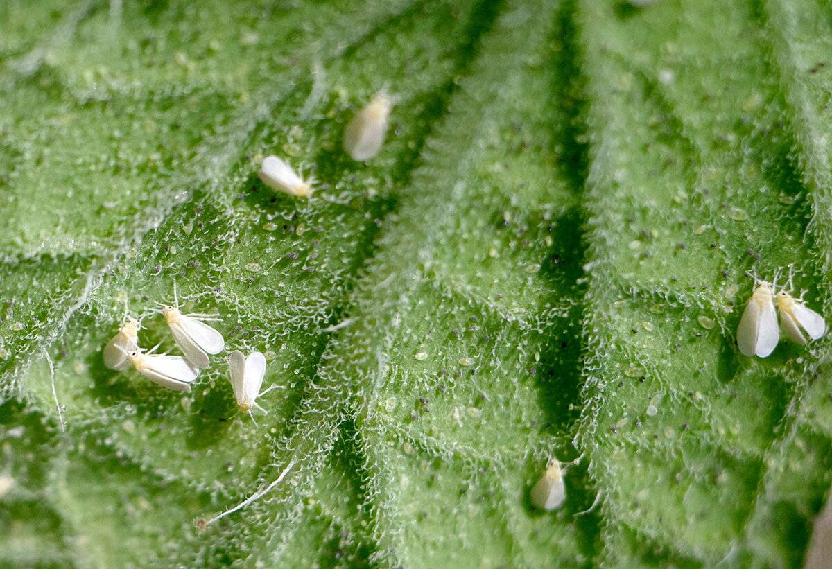 Как избавиться от белокрылки в теплице на помидорах: как спасти рассаду, химические препараты, профилактика