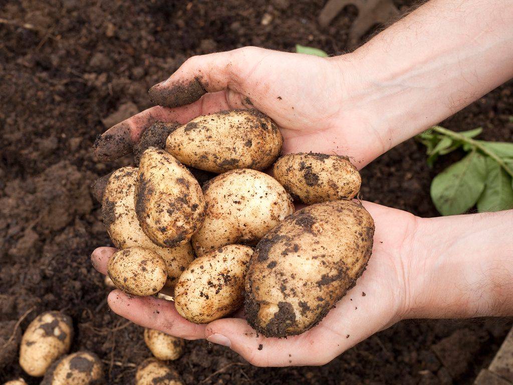 Когда копать картошку: оптимальные сроки уборки и сбора урожая на хранение