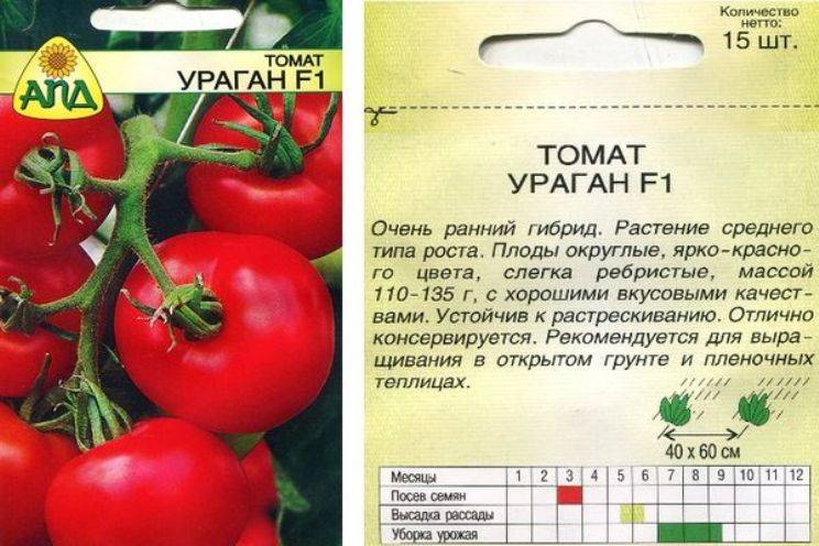Скороспелый гибридный томат «аврора», созданный для получения обильного урожая в теплице и на грядке