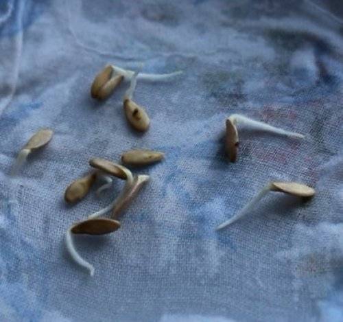 Как правильно собирать семена из домашних огурцов — подойдут ли гибридные сорта