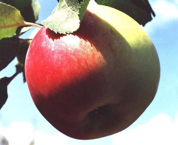 Описание сорта яблони рождественское: фото яблок, важные характеристики, урожайность с дерева