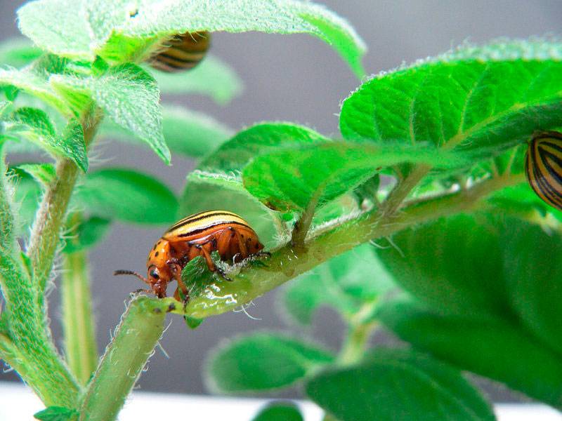 Средства от колорадского жука, четкие инструкции и меры профилактики