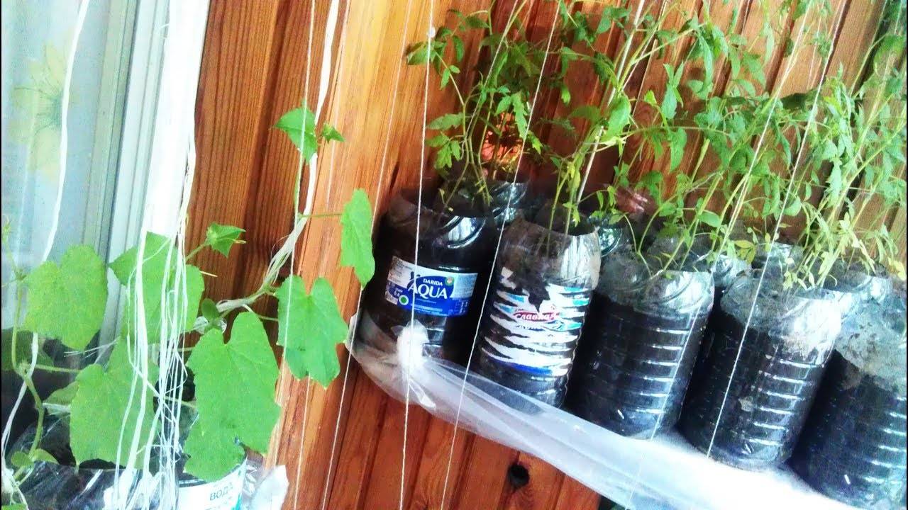 Огурцы на балконе — как добиться урожая?