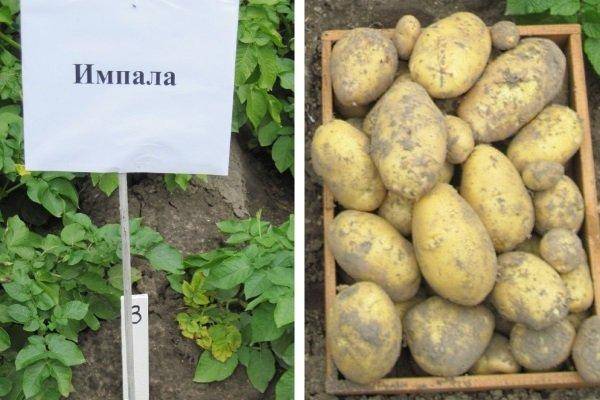 Картофель импала: описание сорта, фото, отзывы, вкусовые качества