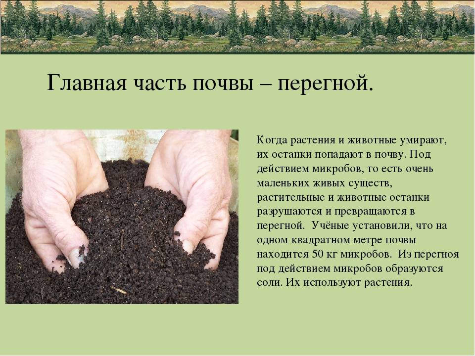 Какие удобрения нужно вносить в почву. Органическая часть почвы перегной. Внести перегной в почву. Перегной для растений. Органические удобрения навоз.