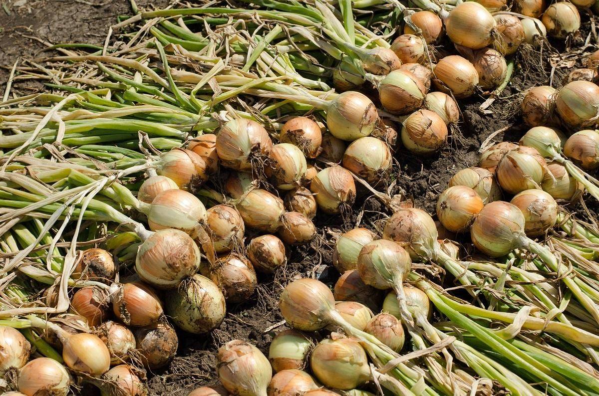 Лук-севок из чернушки — стабильный урожай в любом месте: как правильно сеять и выращивать из семян репчатый лук