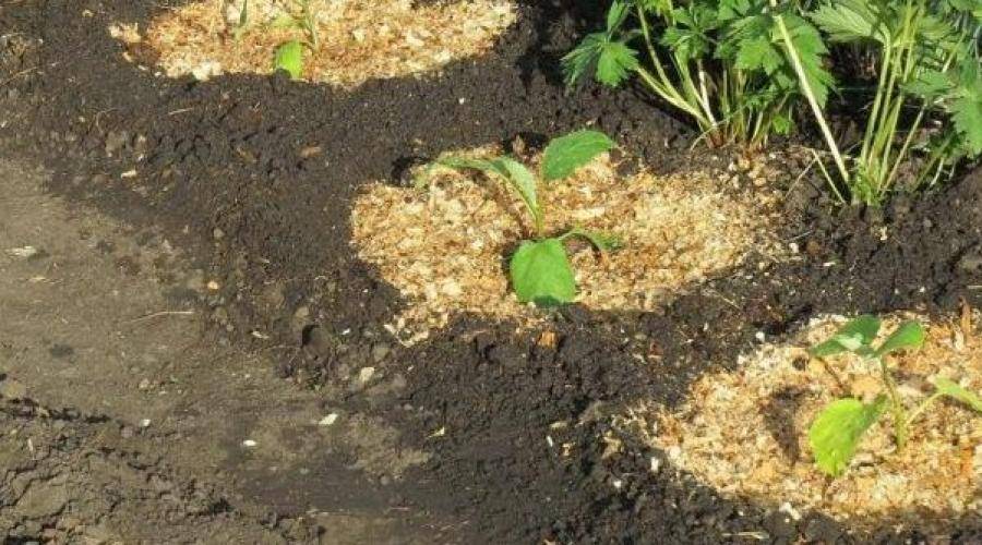 Опилки для огорода: польза и вред, применение как удобрение