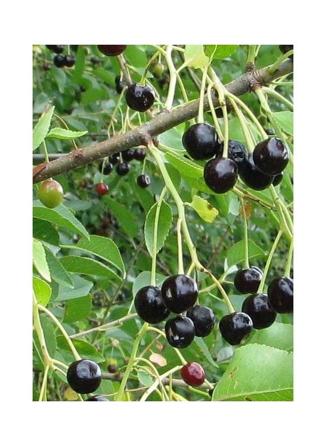 Магалебская вишня: описание и характеристики сорта, выращивание из семян, отзывы
