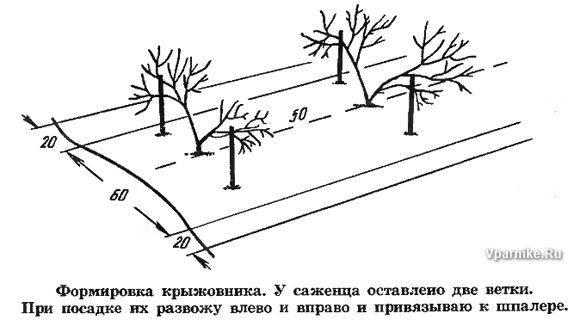 Расстояние между кустами смородины при посадке: какое должно быть, описание схемы