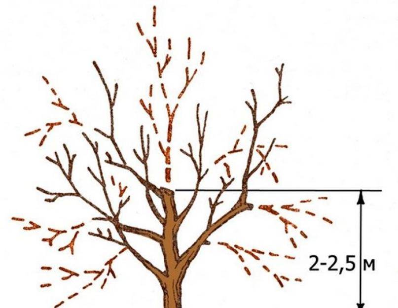Обрезка абрикоса осенью: схема для начинающих, формирование кроны