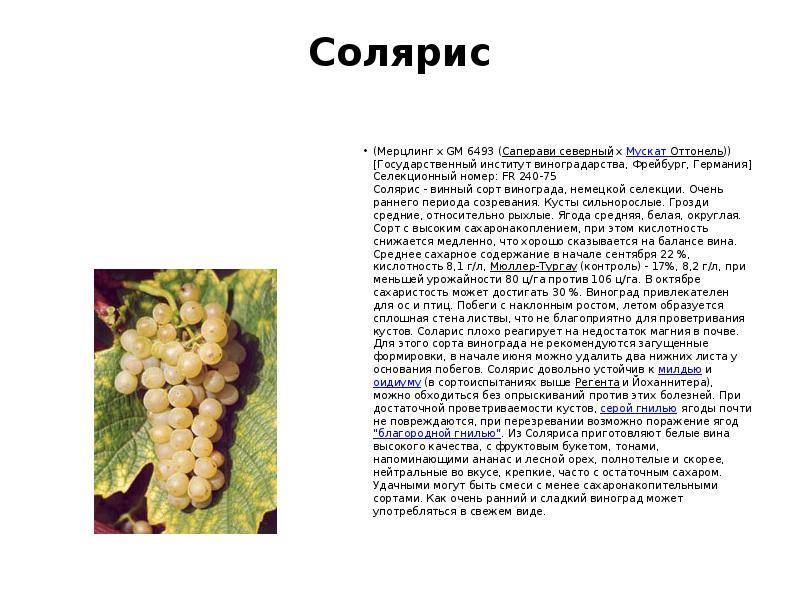 Виноград солярис:описание сорта и характеристика, посадка и уход
