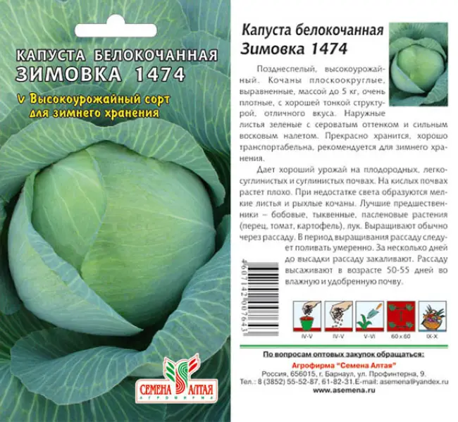 Поздние сорта капусты белокочанной для россии
