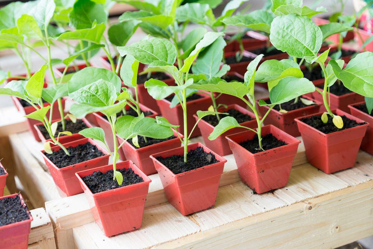 Как правильно вырастить рассаду баклажанов из семян в домашних условиях