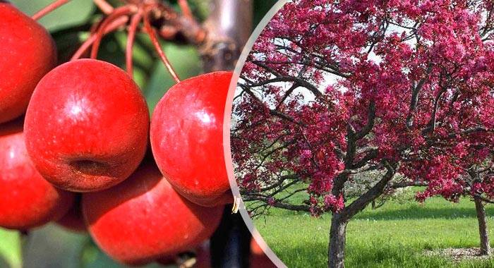 Яблоня малиновка идеально подходит для разведения в придомовых хозяйствах