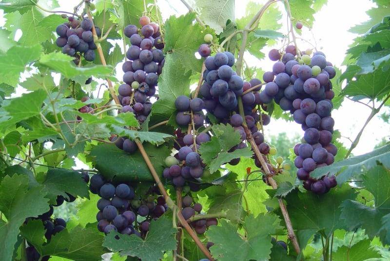 Виноград "агат донской": описание сорта, фото, отзывы